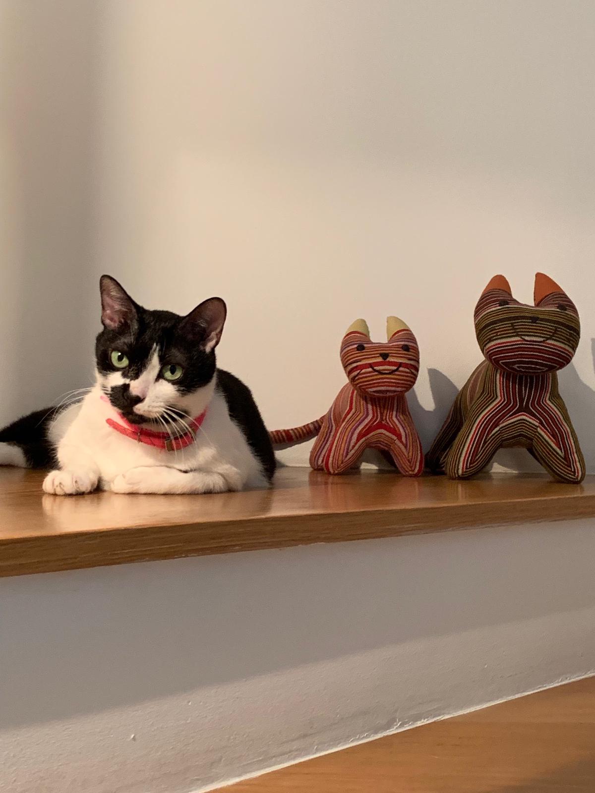 Cat Picture 1