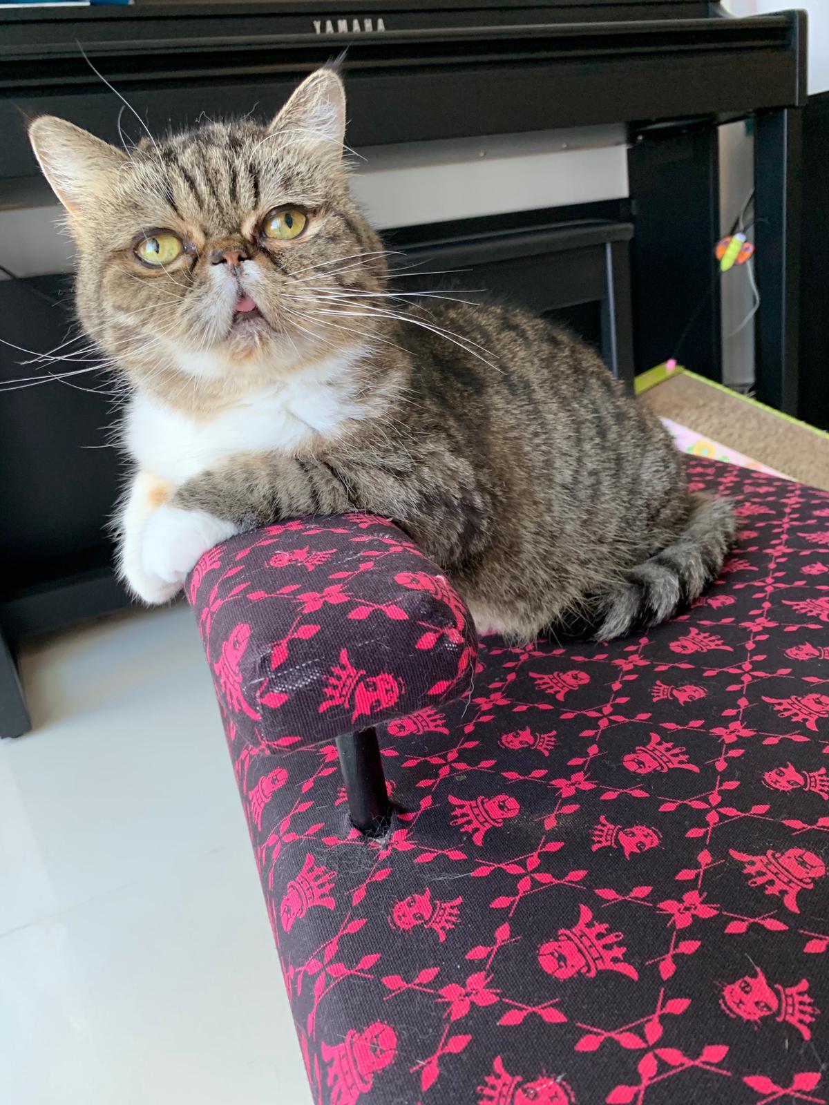 Cat Picture 2