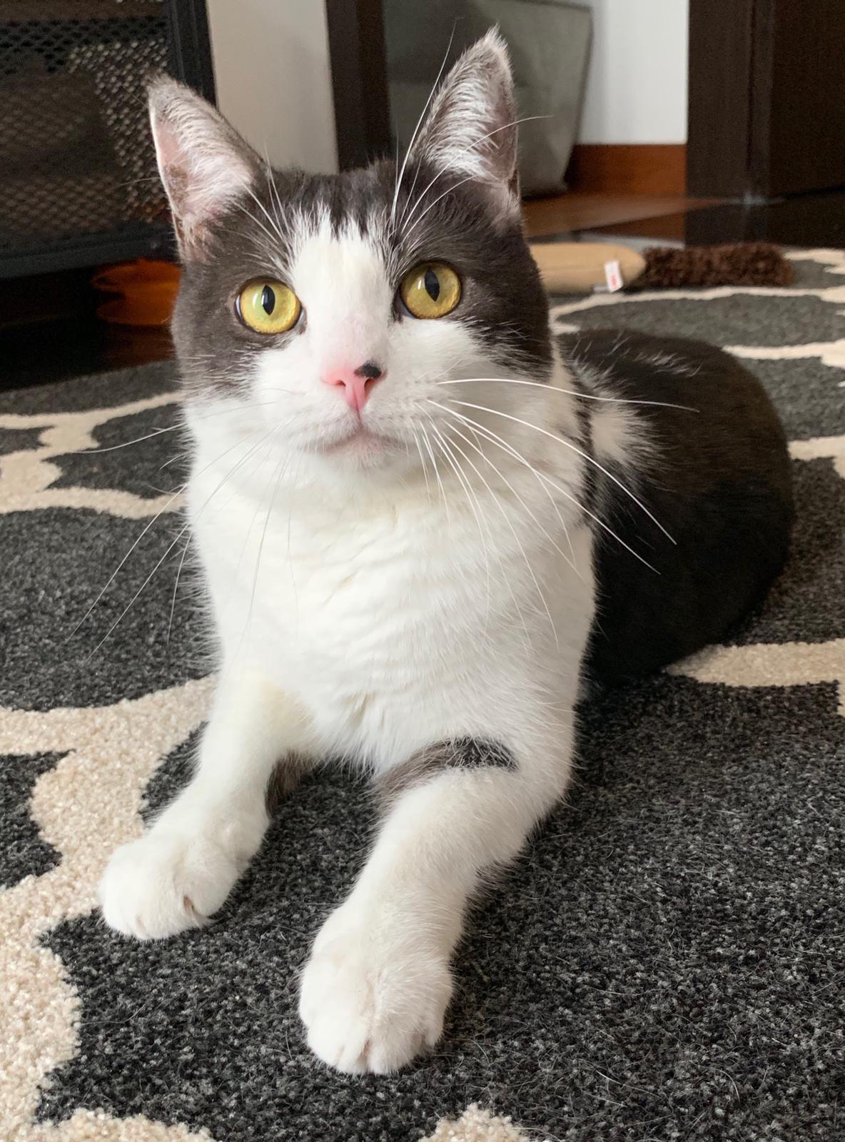 Cat Picture 3