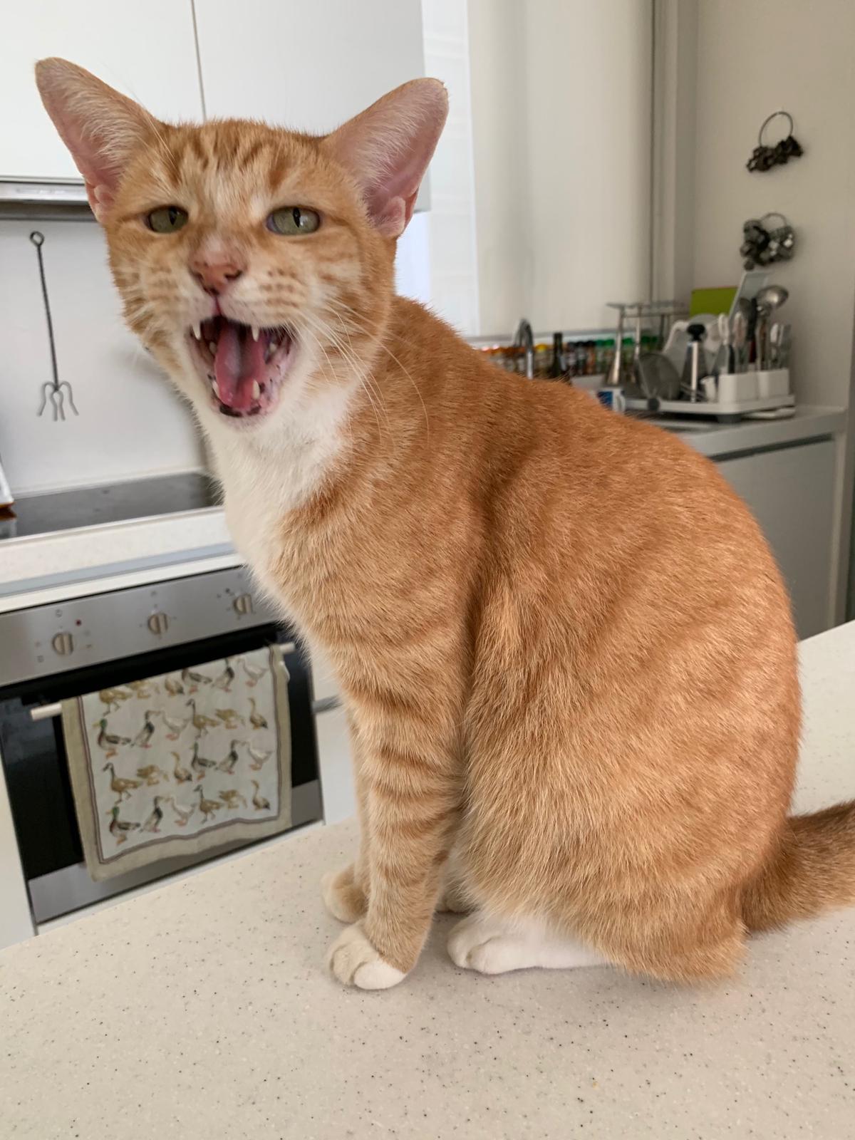 Cat Picture 4