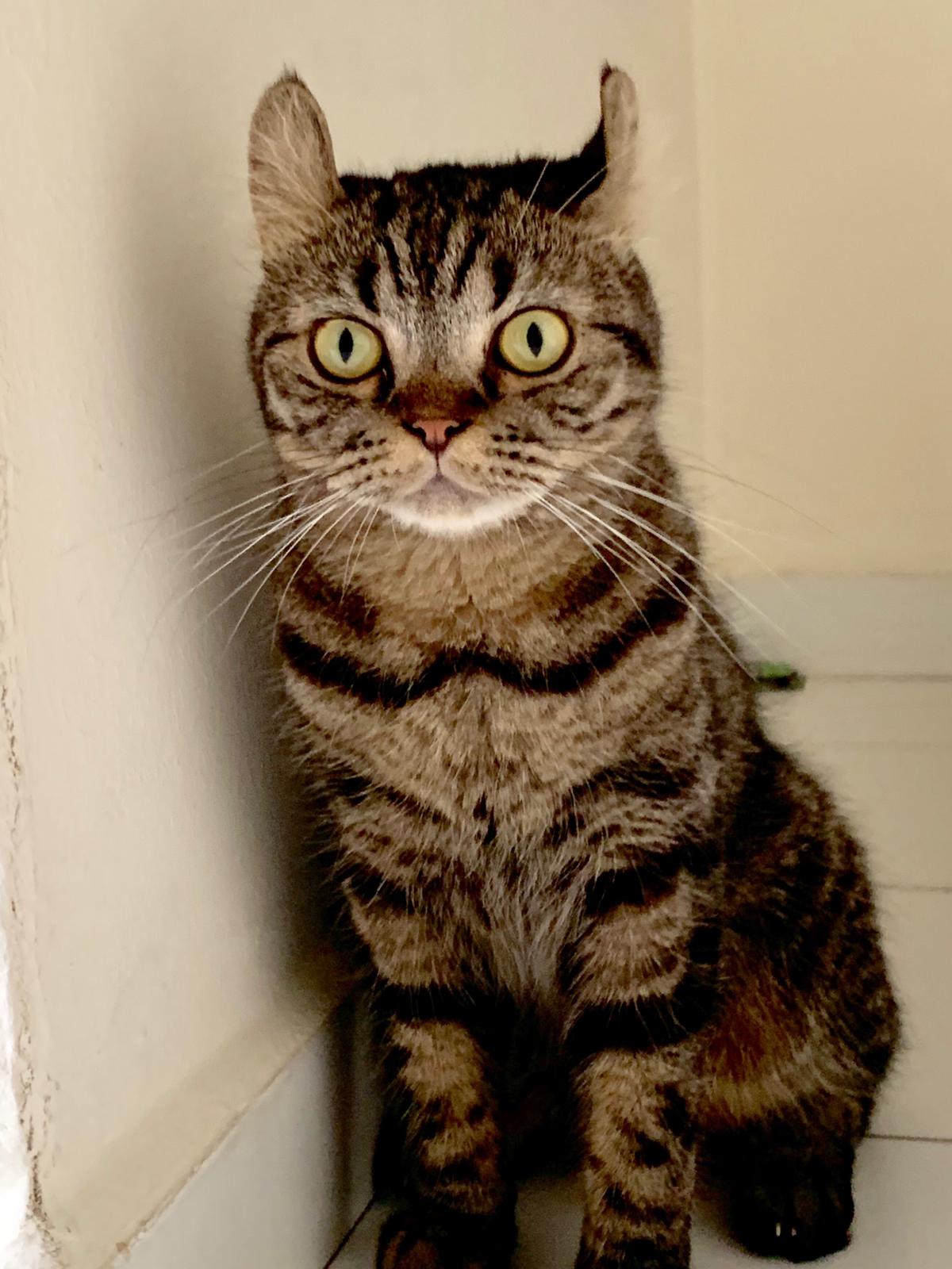 Cat Picture 5